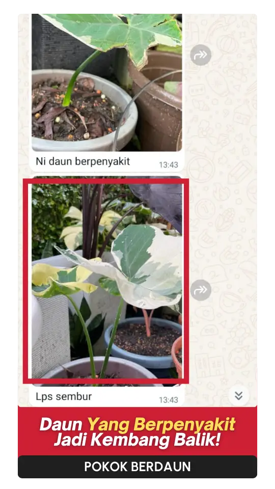 Testimoni-Daun-4.webp